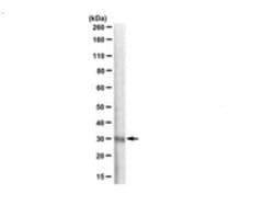 TACE Human Recombinant anti-Human, Clone: D1(A12), MilliporeSigma 100 &mu;g;Unconjugated:Antibodies,